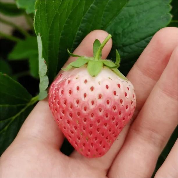 PEACH LAVENDER STRAWBERRY SEEDS (PEACH FLAVOR)-Plantjoyfarm-