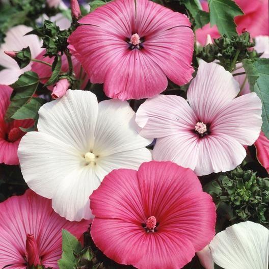 ROSE MALLOW SEEDS - MIXED COLORS-Plantjoyfarm-Garden Seeds,best selling