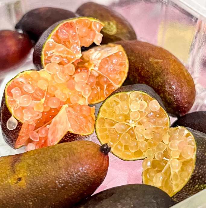 Finger Lime Seeds Lemon Caviar Seeds-Plantjoyfarm-Fruit Seeds