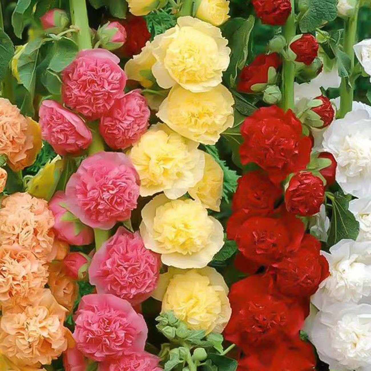 Last Day Sale - 50% OFF-🌸🌿Double Hollyhock Seeds-Plantjoyfarm-Garden Seeds,Flower Seeds,Flowers Seeds