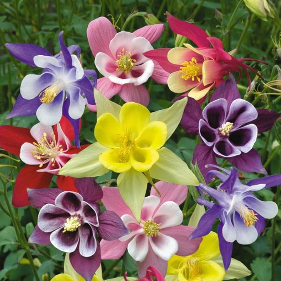 ✨Columbine Seeds – Elegant Blooms for Your Garden