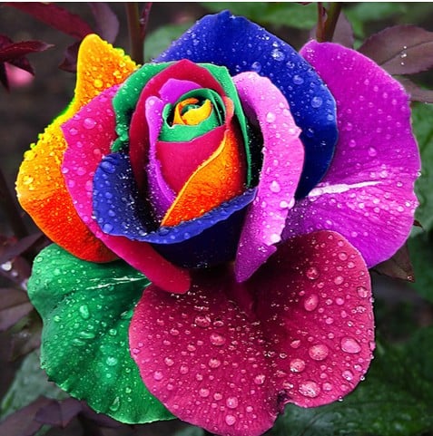 Rainbow Rose Seeds-Plantjoyfarm-Flowers Seeds,Garden Seeds,Rose seeds,best selling