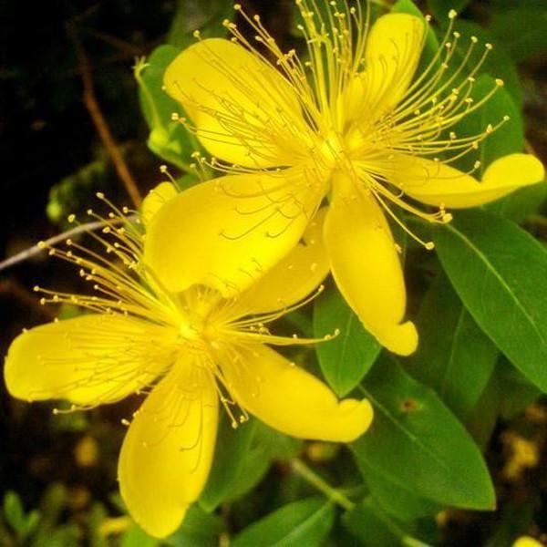 Yellow Hypericum Flowers seeds-Plantjoyfarm-Flower Seeds,Garden Seeds,best selling