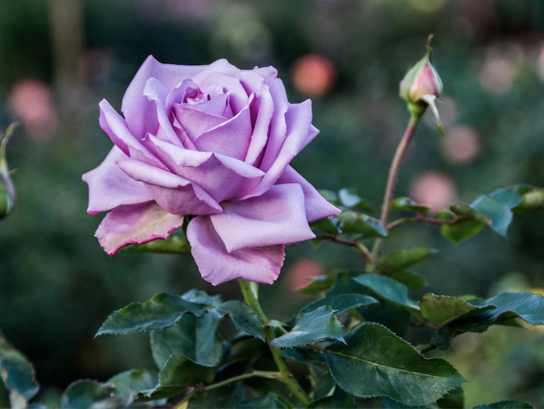 Lavender Roses Seeds-Plantjoyfarm-Flowers Seeds,Garden Seeds,Rose seeds,best selling
