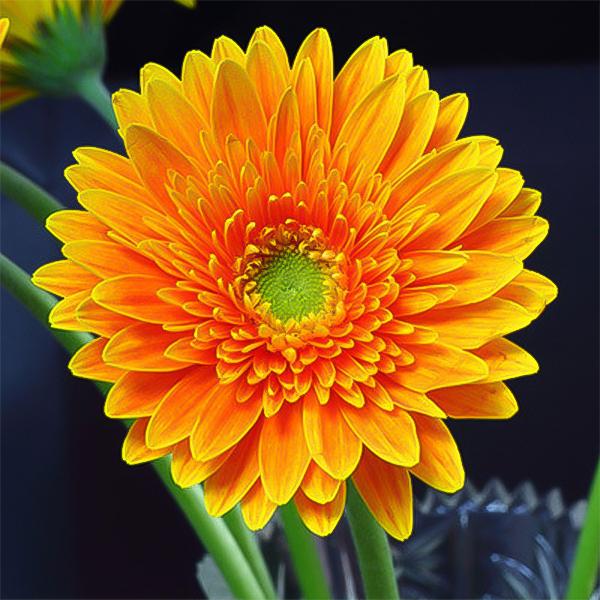 Orange gerbera flower seeds, sunflower-Plantjoyfarm-gerbera,sunflower,Sunflower Seeds,best selling