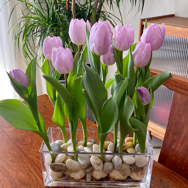 Tulip Bulbs - Royal Purple-Plantjoyfarm-Flower Seeds,flower bulb