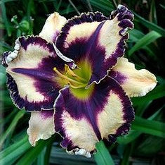 Daylily Hybrid Flowers Seed-Plantjoyfarm-Daylily,Flower Seeds,Garden Seeds,best selling