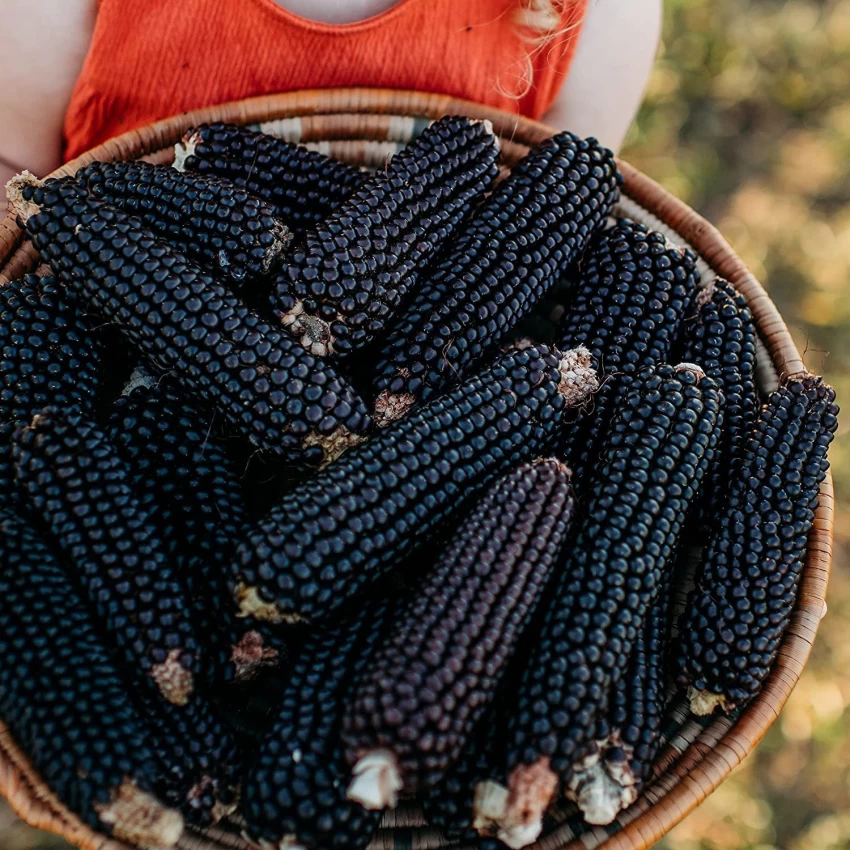 Black Corn Seeds-Organic Maiz Morado-Plantjoyfarm-Vegetable Seeds,best selling