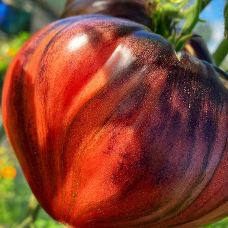 CRUSHED HEART Tomato - Organic Heirloom Seeds-Plantjoyfarm-new,vegetable
