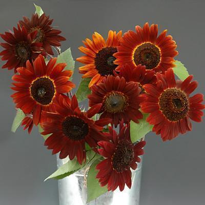 Sunflower Infrared Mix F1-Plantjoyfarm