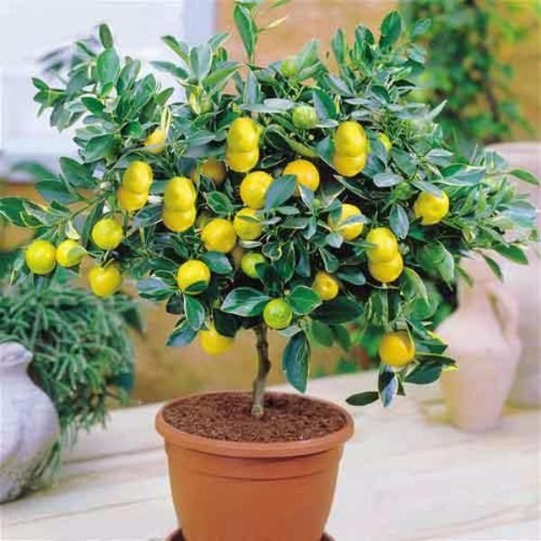 High Survival Rate Lemon Tree Seeds-Plantjoyfarm-Fruit Seeds,Lemon