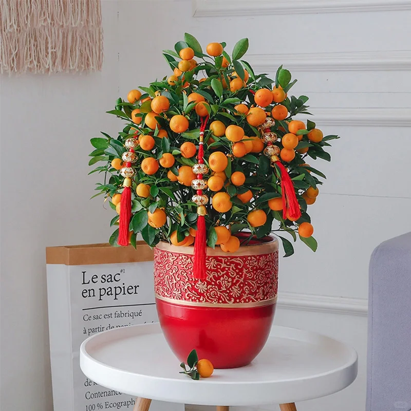 Kumquat Tree Seeds-Plantjoyfarm-Fruit Seeds,best selling