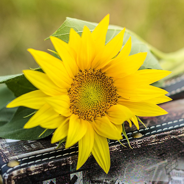 Cosmos Potted Flower Seeds-Plantjoyfarm-Sunflower Seeds,best selling