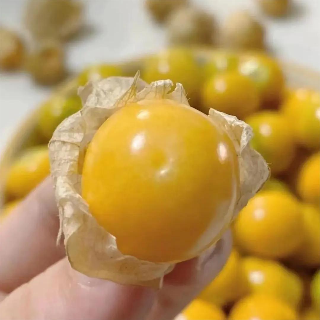 Creamy Maiden Fruit Seeds-Plantjoyfarm-