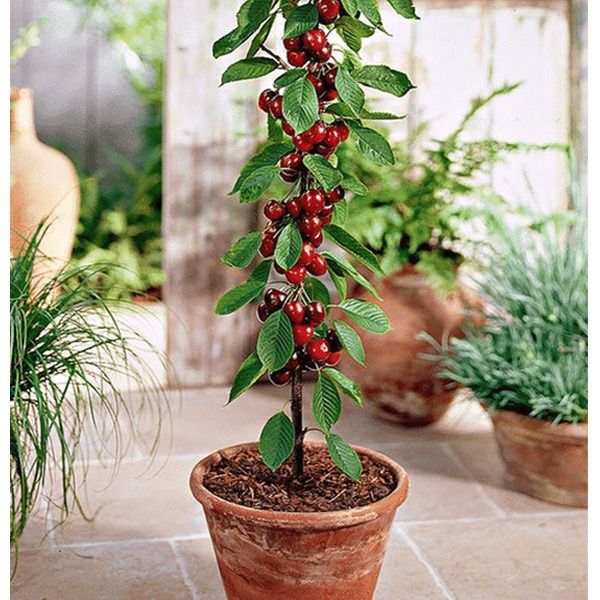 Rainier Cherry Fruit Seeds(Buy 3 Get 1 Free)-Plantjoyfarm-Fruit Seeds