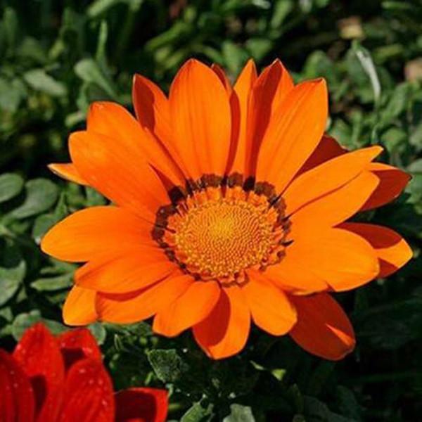 Gazania Rigens Treasure SunFlower Seeds-Plantjoyfarm-Sunflower Seeds,best selling