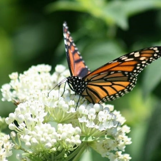 Swamp Milkweed Seeds - Mix-Plantjoyfarm-Flower Seeds,Pollinator
