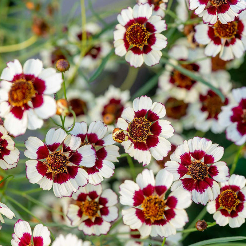 Coreopsis, Ruby Kiss-Plantjoyfarm-Garden Seeds,best selling