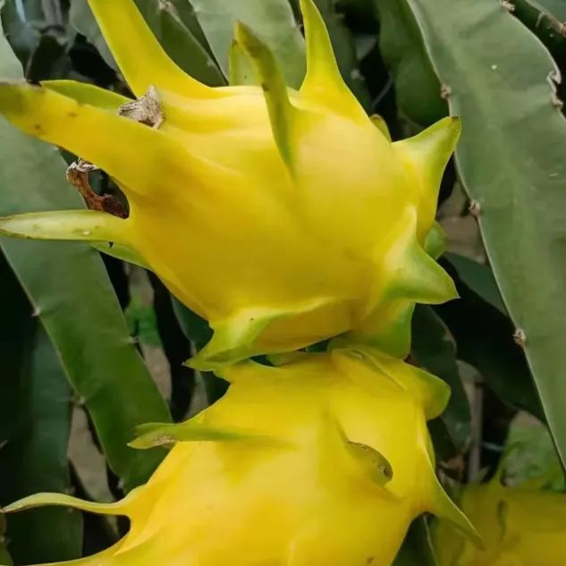 Multi-colored Dragon Fruit Seeds-Plantjoyfarm-Fruit Seeds,best selling
