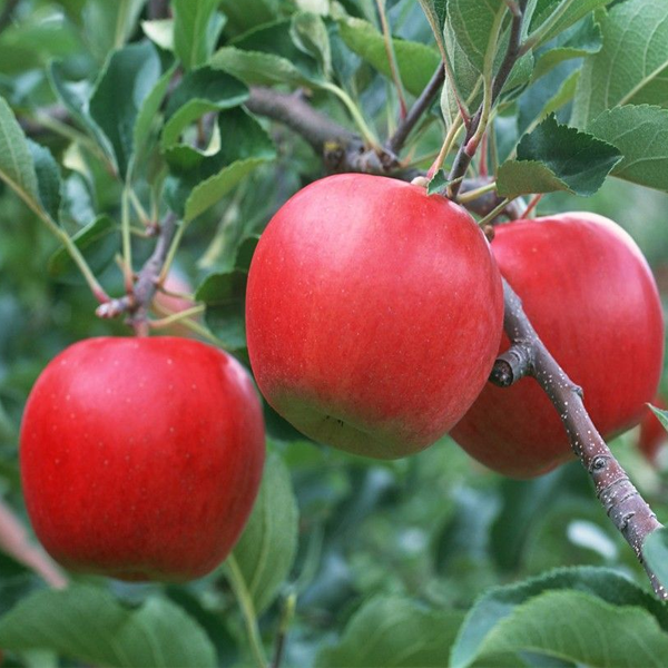 Organic Heirloom Deep Apple Seeds-Plantjoyfarm-Apple,Fruit Seeds,new