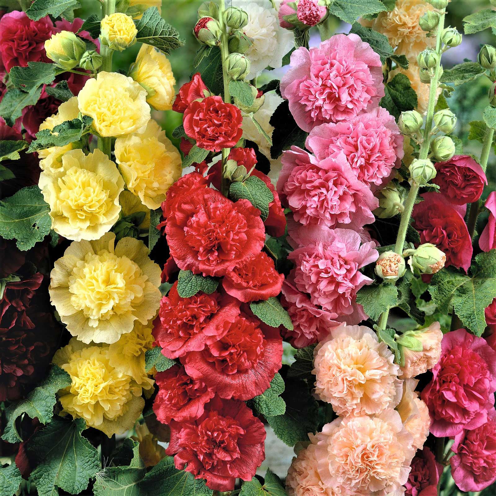 Double Hollyhock Seeds-Plantjoyfarm-Garden Seeds,Flower Seeds,Flowers Seeds,best selling