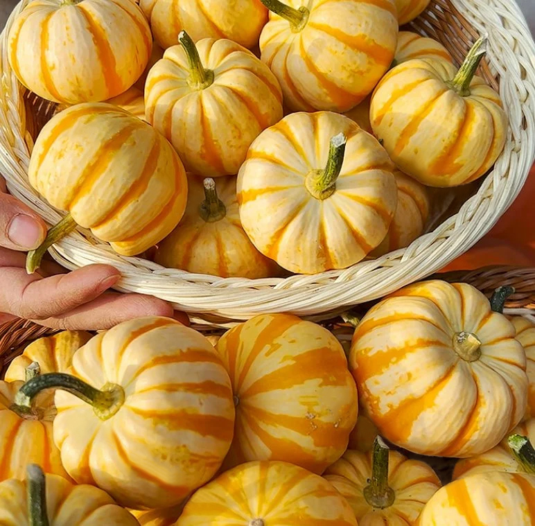 Yellow Beibei Pumpkin Sweet Glutinous BeiBei Mini Chestnut Pumpkin Seeds-Plantjoyfarm-Vegetable Seeds,best selling