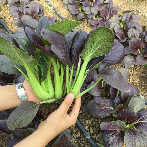Purple Beauty Rapeseed Seeds-Plantjoyfarm-Vegetable Seeds