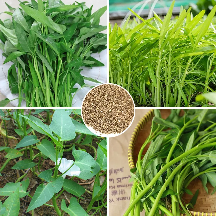 🥦🥦Triple-Stem Water Spinach Seeds-Plantjoyfarm-