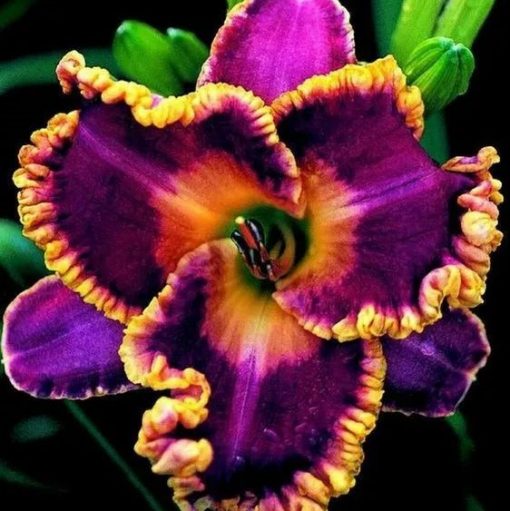 Daylily Hybrid Flowers Seed-Plantjoyfarm-Daylily,Flower Seeds,Garden Seeds,best selling
