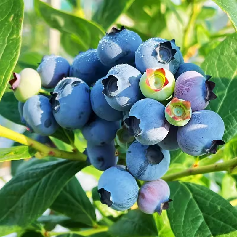 Giant Potted Blueberry Fruit Seeds - King of Berries (Four Seasons Plants)-Plantjoyfarm-
