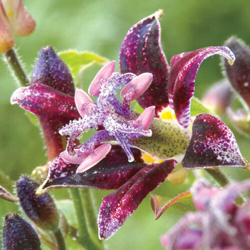 Raspberry Mousse Toad Lily-Plantjoyfarm-Flower Seeds,Garden Seeds,best selling