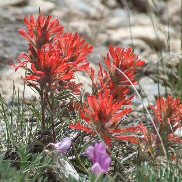 Red INDIAN PAINTBRUSH Castilleja Indivisa Flower Seeds-Plantjoyfarm-Flower Seeds,Garden Seeds,best selling