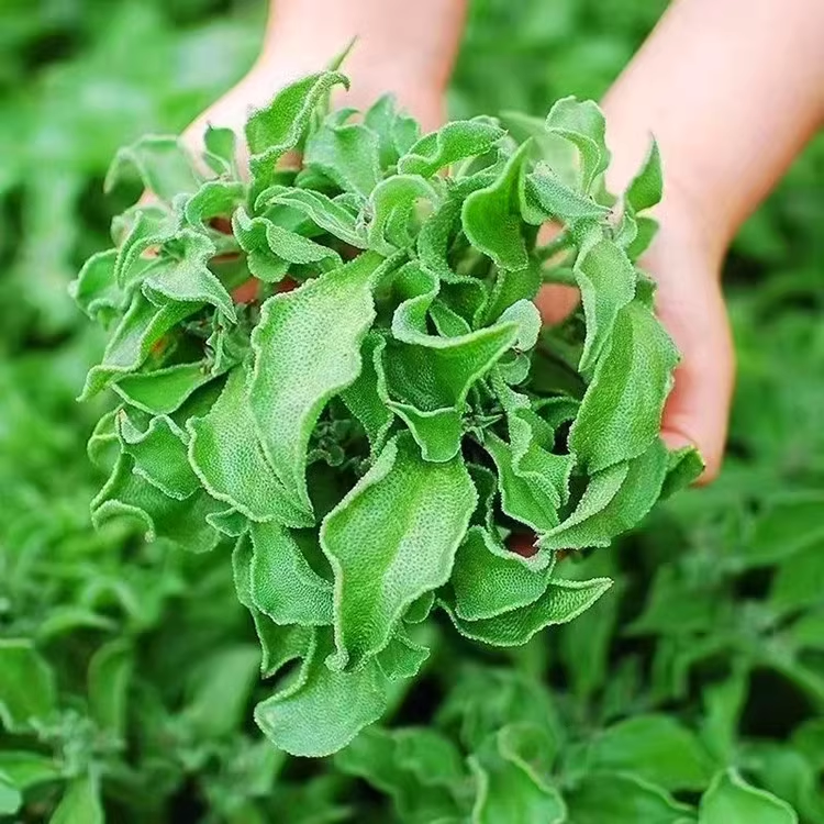 Crystal Ice Plant Seeds-Plantjoyfarm-Vegetable Seeds,best selling