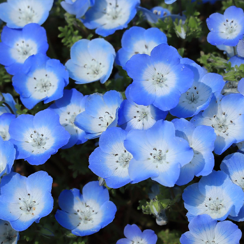Baby Blue Eyes Seeds-Plantjoyfarm-Flower Seeds