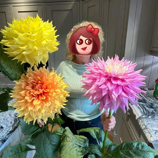 Mixed Giant Dahlia Seeds-Plantjoyfarm-Flower Seeds,Garden Seeds,best selling