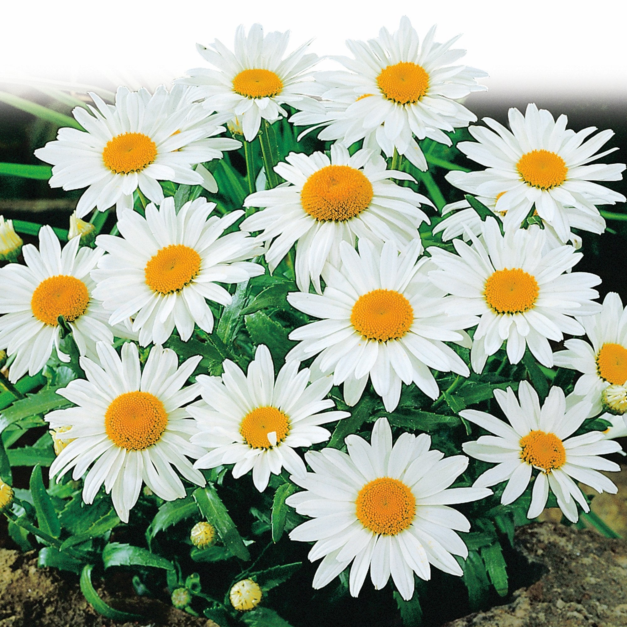100 Pcs Shasta Daisy Seeds, Alaska-Plantjoyfarm-2021,Characteristics_Drought Tolerant,Color_ Yellow,Color_White,daisy,daisy seeds,drought tolerant,flower,full sun,Garden Seeds,good for cut flowers,best selling