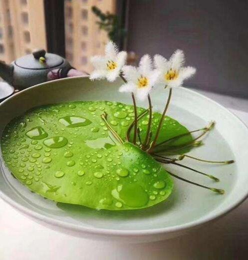 Water Snowflake Nymphoides indica-Plantjoyfarm-Flower Seeds,Garden Seeds,best selling