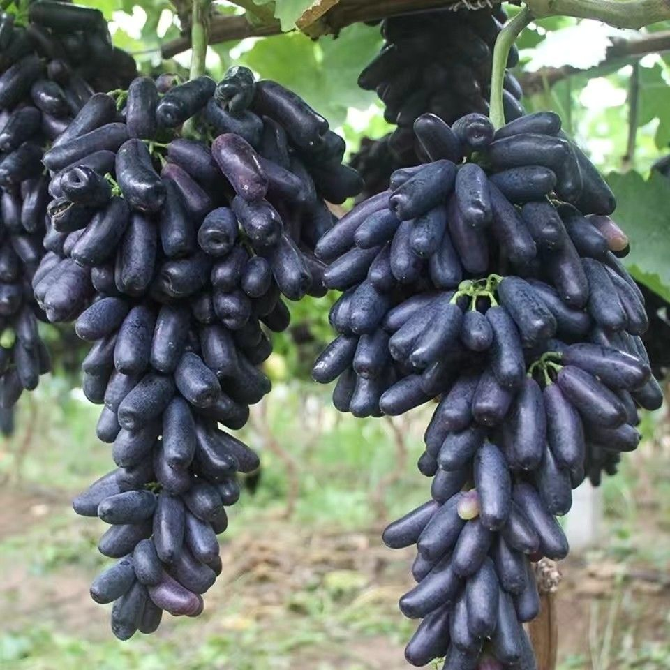 🔥Last Day 50% OFF- High-Quaility Sapphire Grapes Seeds- 98% Germination-Plantjoyfarm-Fruit Seeds