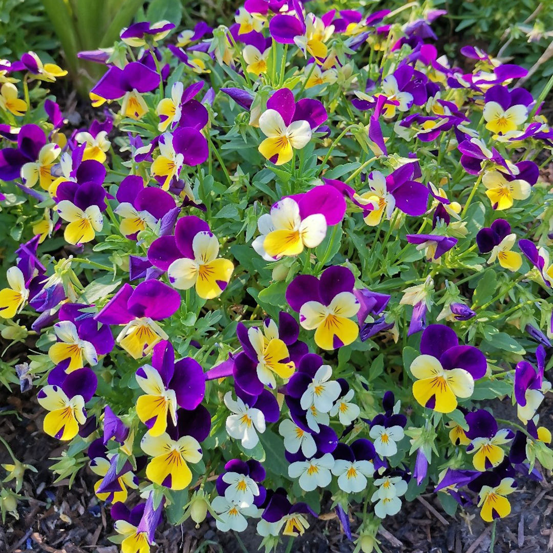 Pansy Seeds - Mix-Plantjoyfarm-Flower Seeds