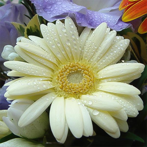 Creamy white gerbera flower seeds, sunflower-Plantjoyfarm-Sunflower Seeds,best selling