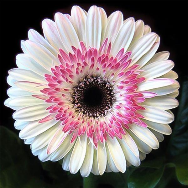 Pink White Gerbera Flower Seeds-Plantjoyfarm-gerbera,sunflower,Sunflower Seeds,best selling