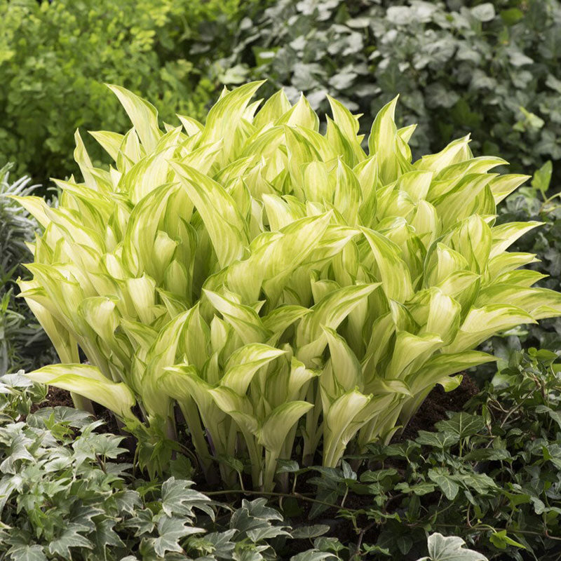 Rare White Hosta Plant Seeds - Kiwi Spearmint-Plantjoyfarm-Garden Seeds,best selling