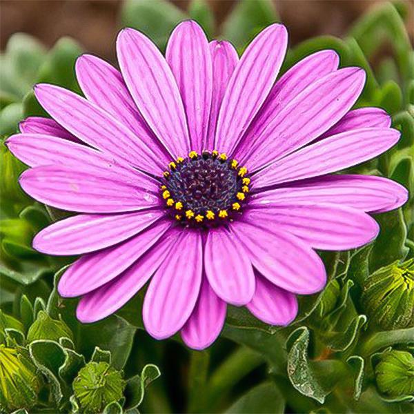 Purple gerbera flower seeds, sun flower-Plantjoyfarm-Sunflower Seeds,best selling
