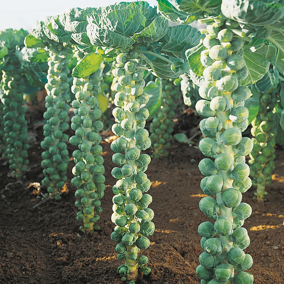 Brussels Sprout Seeds - Rare Heirloom Brussel Sprout Seeds-Plantjoyfarm-Vegetable Seeds,best selling
