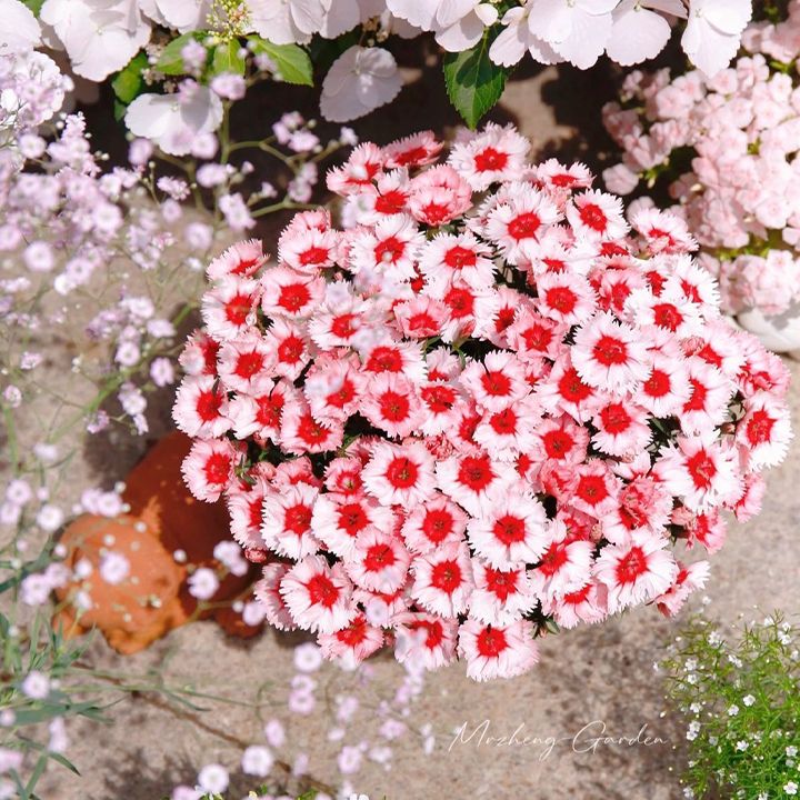 Strawberry Colored Dianthus Potted Plant-Plantjoyfarm-Garden Seeds,best selling