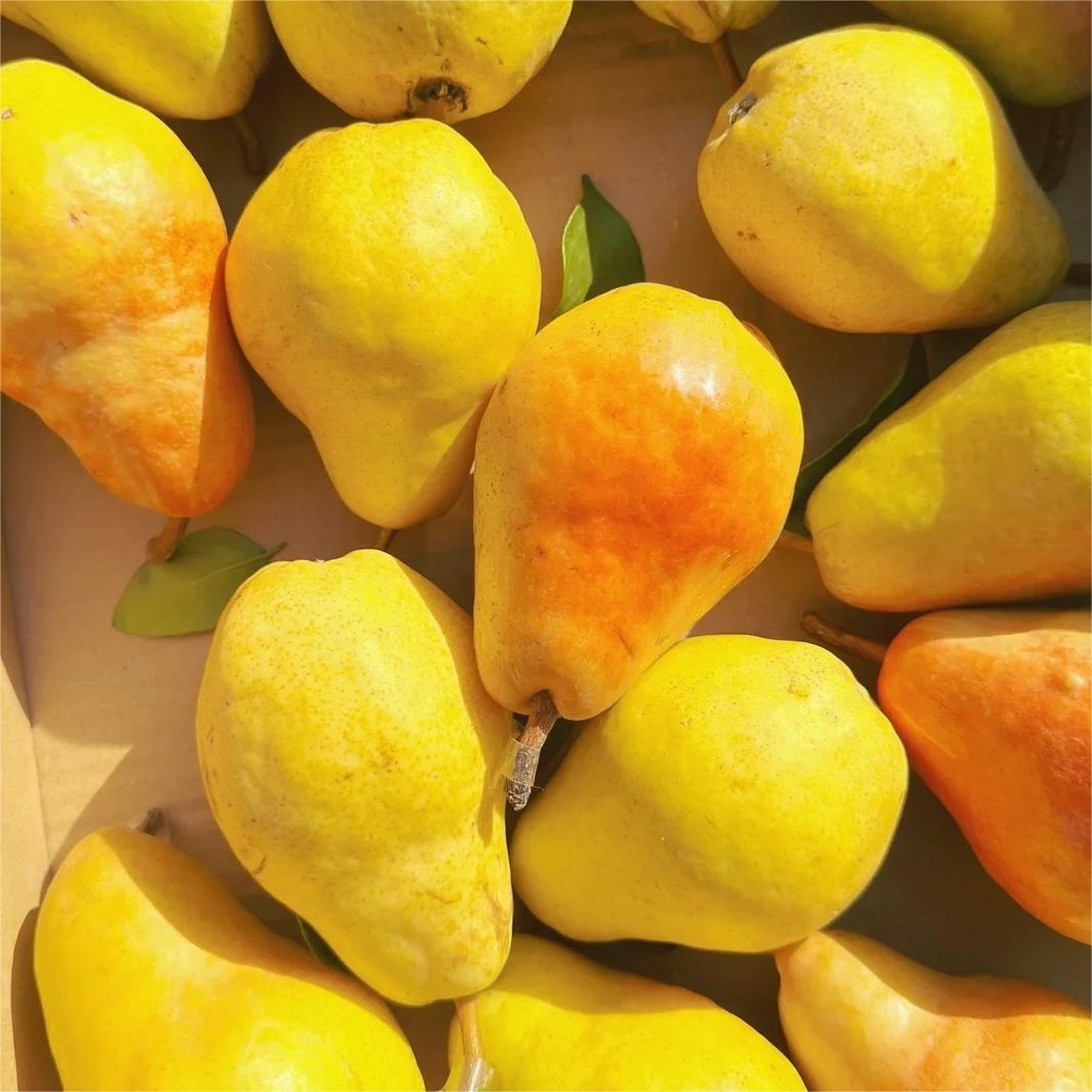 Pyrus communis Seeds - granny's pears-Plantjoyfarm-