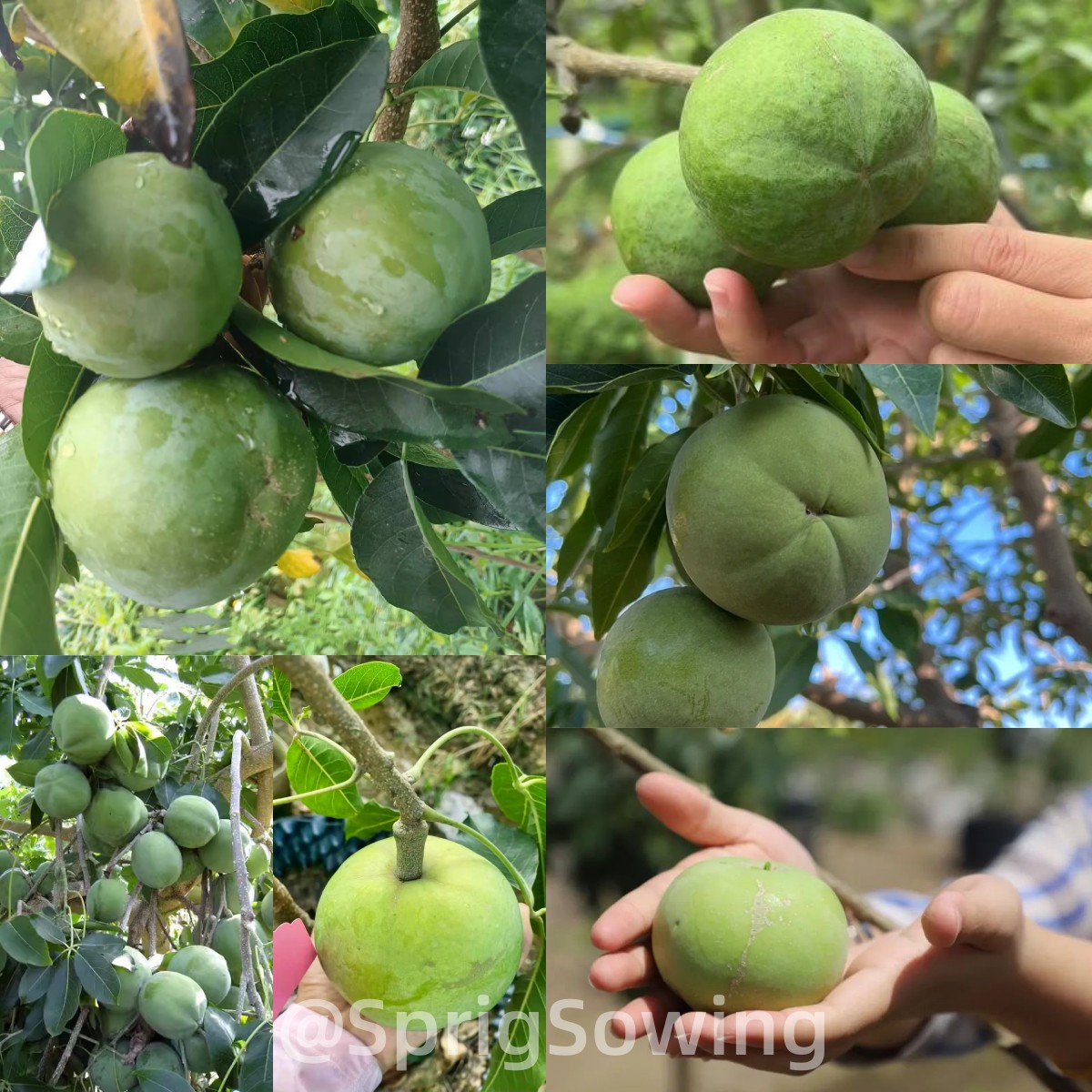 Hardy varieties of White Sapote Seeds-Plantjoyfarm-
