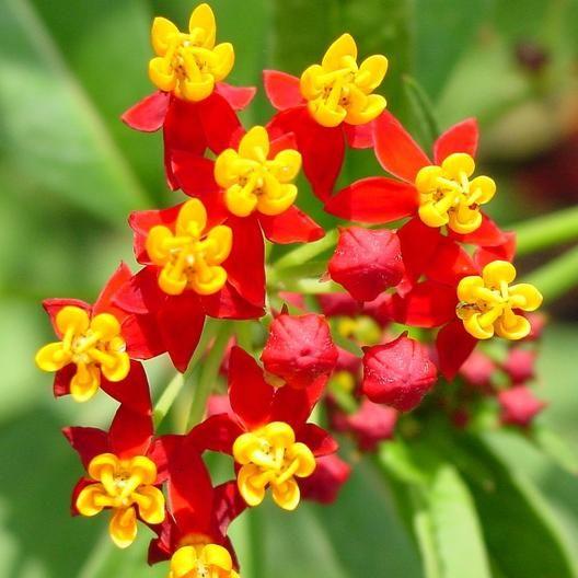 BLOODFLOWER / SUNSET FLOWER SEEDS-Plantjoyfarm-Garden Seeds,best selling