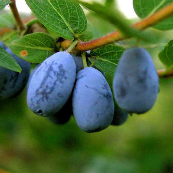 Lonicera Caerulea Fruit Seeds-Plantjoyfarm-Blueberry,Fruit Seeds