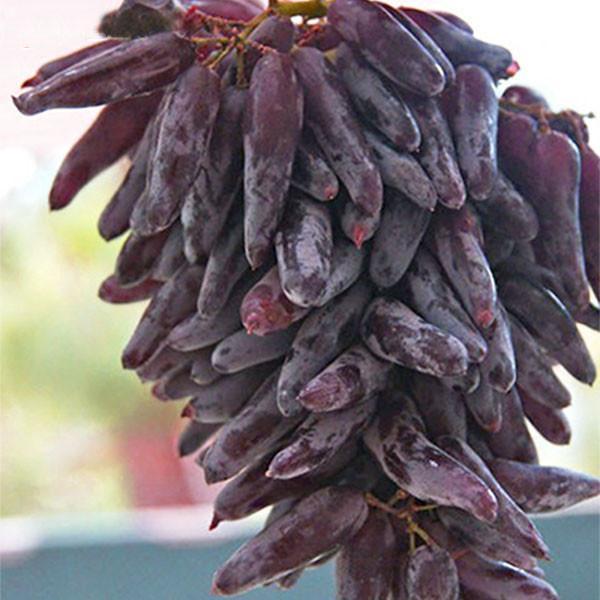 Advanced Finger Grape Fruit Seeds-Plantjoyfarm-Fruit Seeds,Grape,best selling